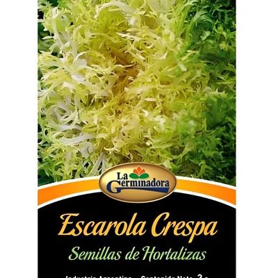 ValhallaGrow  Semillas Berenjena Violeta Sobre De 1gr Valhalla Grow Shop